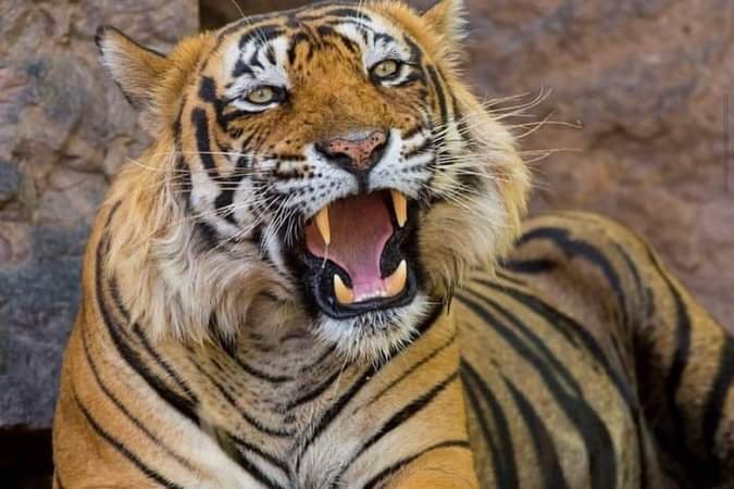 हमेशा के लिए खामोश हो गया बाघ (उस्ताद) T 24, 2015 मे लाया गया था उदयपुर